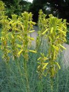 Srga virgoszlop. ASPHODELINE lutea.