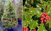 Magyal, zld level.Ilex aquifolium "Alaska"