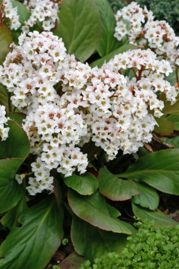 Brlevl, fehr virg. BERGENIA cordifolia ’Snowtime’