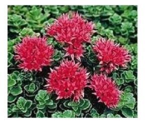 Varjhj. SEDUM spurium ’Summer Glory’