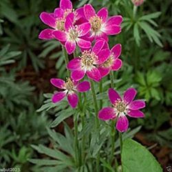 Szellrzsa.. ANEMONE multifida ’Rubra’