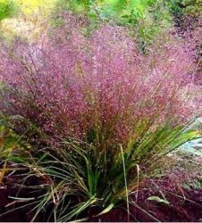 Ttippan, dszf. Eragrostis spectabilis.