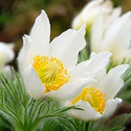 Kkrcsin fehr virg. PULSATILLA vulgaris ’Alba’