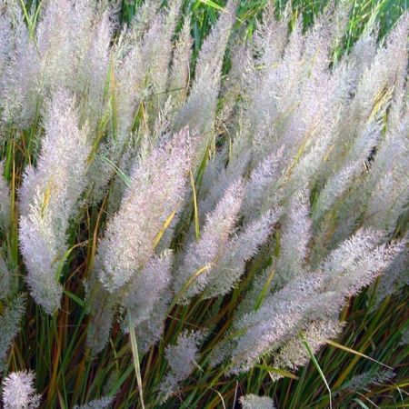 Koreai ndtippan.Calamagrostis brachytricha.