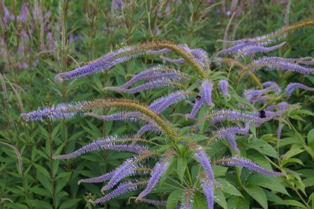 Szibriai veronika, kkes- lila virggal. Veronicastrum sibiricum