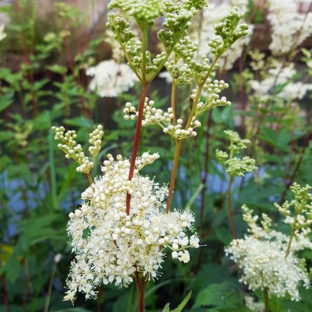 Rti legyezf. Filipendula ulmaria