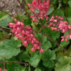 Tzes. HEUCHERA sanguinea ’Coral Petite’