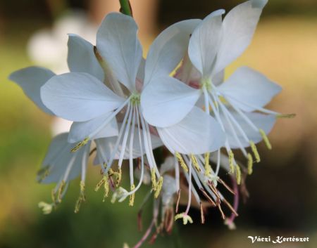 Gyertyavirg, gaura, fehr virg, GAURA lindheimeri the Bride’.