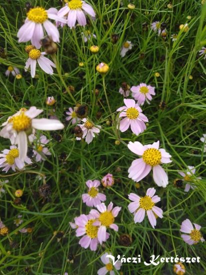 Menyecskeszem rzsaszn. Coreopsis rosea"American dream"