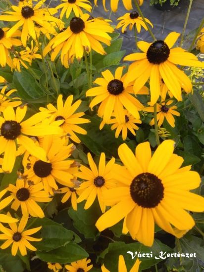 Pomps kpvirg, srga. Rudbeckia fulgida ’Goldsturm’