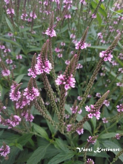 Rzsaszn verbna. VERBENA hastata "Pink Spires"