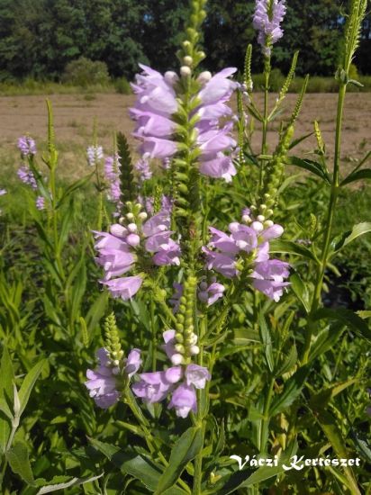 Fzrajak, rzsaszn. Physostegia virginiana ’Rosea