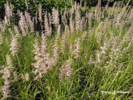 Keleti tollborzf. PENNISETUM orientale