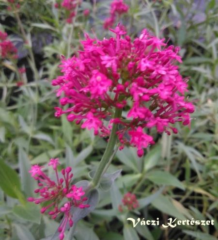 Sarkantyvirg. CENTRANTHUS ruber var. coccineus Pretty Bettsy.