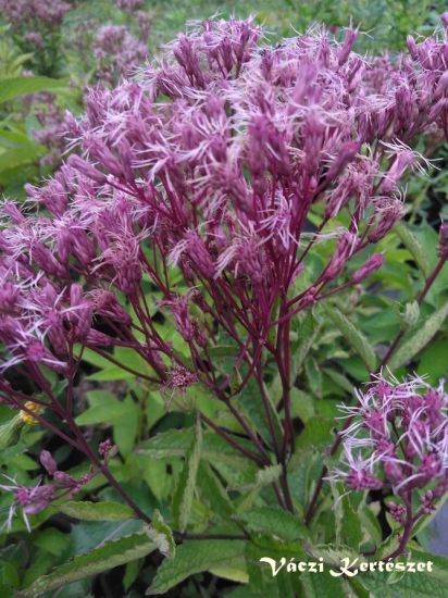 Sdkender lils rzsaszn virggal. Eupatorium dubium "Baby Joe"