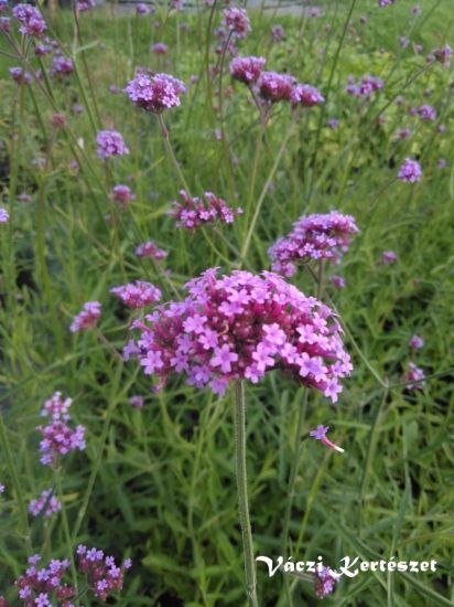 Ernys verbna.VERBENA bonariensis