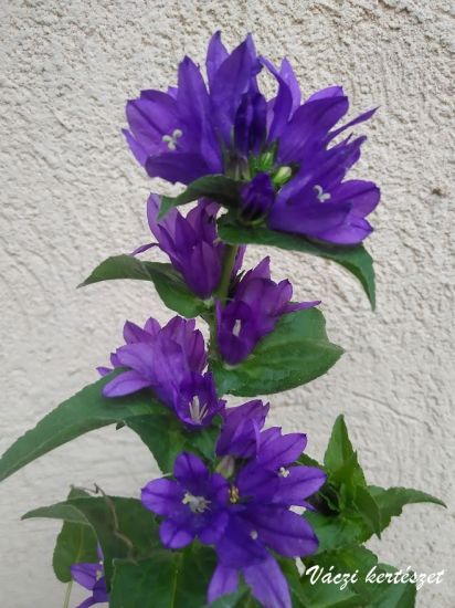 Csoms harangvirg, kk szn. CAMPANULA glomerata var. acaulis