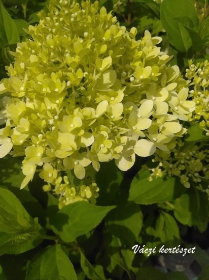 Lime szin bugs hortenzia. HYDRANGEA PANICULATA "LIMELIGHT"