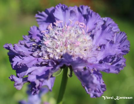 Kaukzusi rdgszem. SCABIOSA caucasica ’Fama Deep Blue’