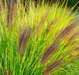 Tollborzf. PENNISETUM alopecuroides var. viridescens