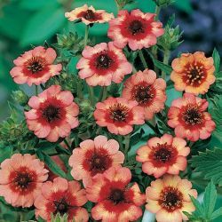 Potentilla, pimp rzsaszn virggal. POTENTILLA nepalensis ’Miss Willmott’.