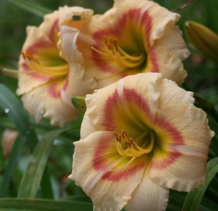 Ssliliom. Hemerocallis ’Siloam Ethel Smith’