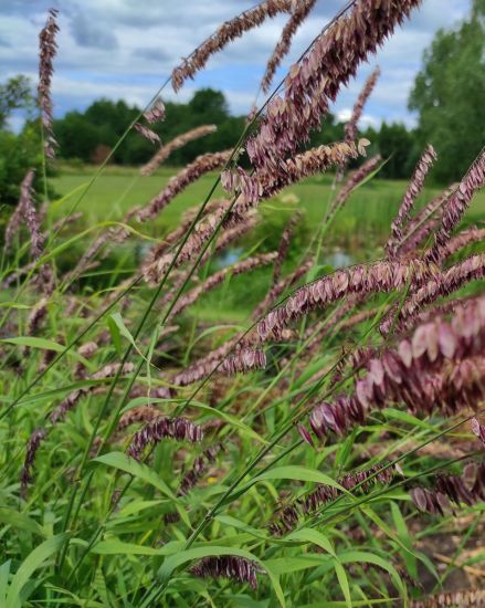 Gyngyperje.  MELICA altissima var. atropurpurea