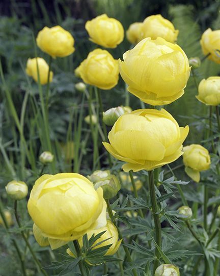 Eurpai zergeboglr. Trollius europaeus ’Lemon Supreme