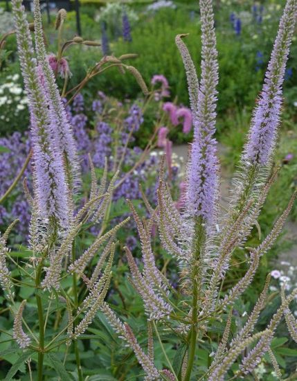 Virginiai Veronika. VERONICASTRUM virginicum f. caeruleum.