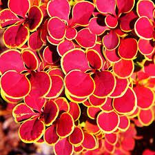 Narancs levl szn japn borbolya. Berberis thunbergii ’Orange Sunrise’