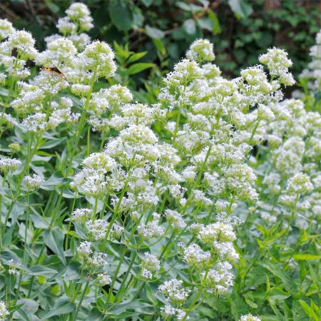 Sarkanytvirg fehr szn. CENTRANTHUS ruber "Albus"