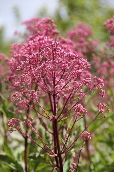 Sdkender. EUPATORIUM maculatum ’Atropurpureum’