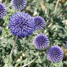 Kk szamrkenyr. ECHINOPS ritro ssp. ruthenicus ’Platinum Blue’