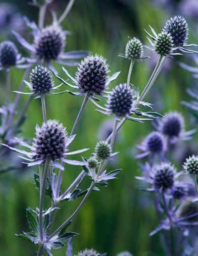 Kk iring. Eryngium planum’Blue Cap’