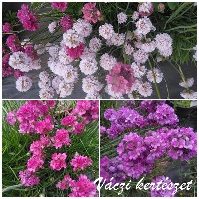 Pzsitszegf vegyes kszletbl. ARMERIA Maritima-Hybr. Ornament