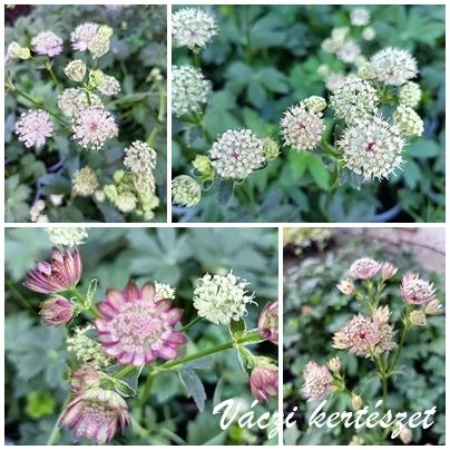 Vlgycsillag  rzsaszn keverk. ASTRANTIA Major-Hybr.