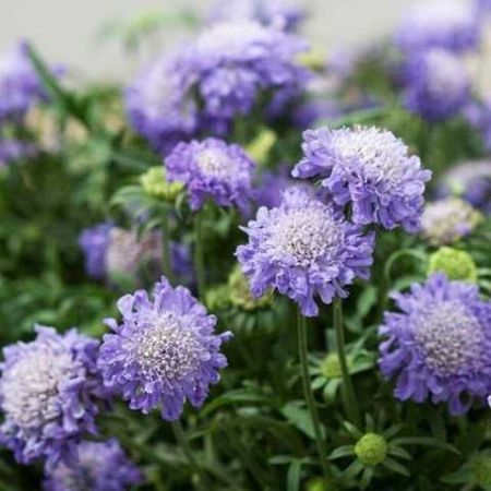 rdgszem kk, trpe. SCABIOSA japonica var. alpina ’Ritz Blue’