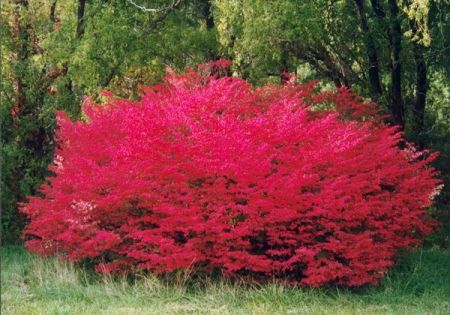 Trpe, szrnyas kecskerg. Euonymus alatus ’Compactus’