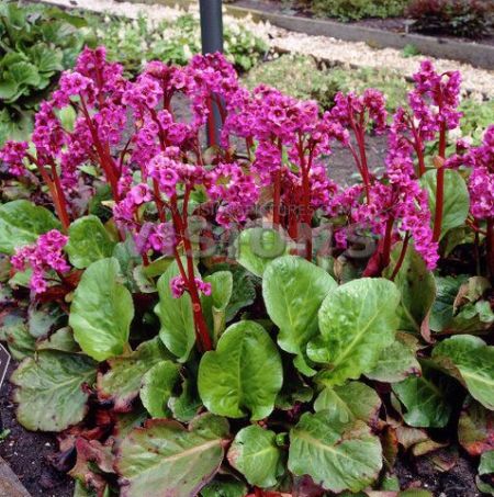 Brlevl stt rzsaszn virggal. BERGENIA cordifolia ’Winterglut.