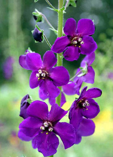 krfarkkr.   VERBASCUM phoeniceum ’Violetta