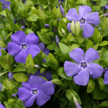 Vinca, kis metng. Vinca minor.