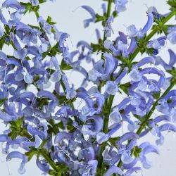  Zslya. SALVIA pratensis balett-sorozat 