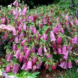  Foltos /pettyegetett/ harangvirg. CAMPANULA punctata f. rubriflora