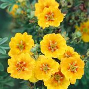  Potentilla, pimp srga-narancs. POTENTILLA atrosanguinea var. argyrophylla.Orange Starlit.