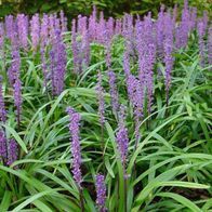  Gyngyiks gyepliliom. Liriope muscari 'Big Blue'