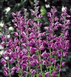  Zslya. SALVIA pratensis Ballett Serie 'Sweet Esmeralda'