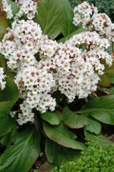  Brlevl, fehr virg. BERGENIA cordifolia 'Snowtime'