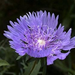  Olajbbita kk virg.  STOKESIA laevis BLUE Star.