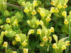  SCUTELLARIA orientalis.