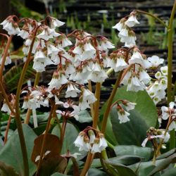  Brlevl. BERGENIA emeiensis